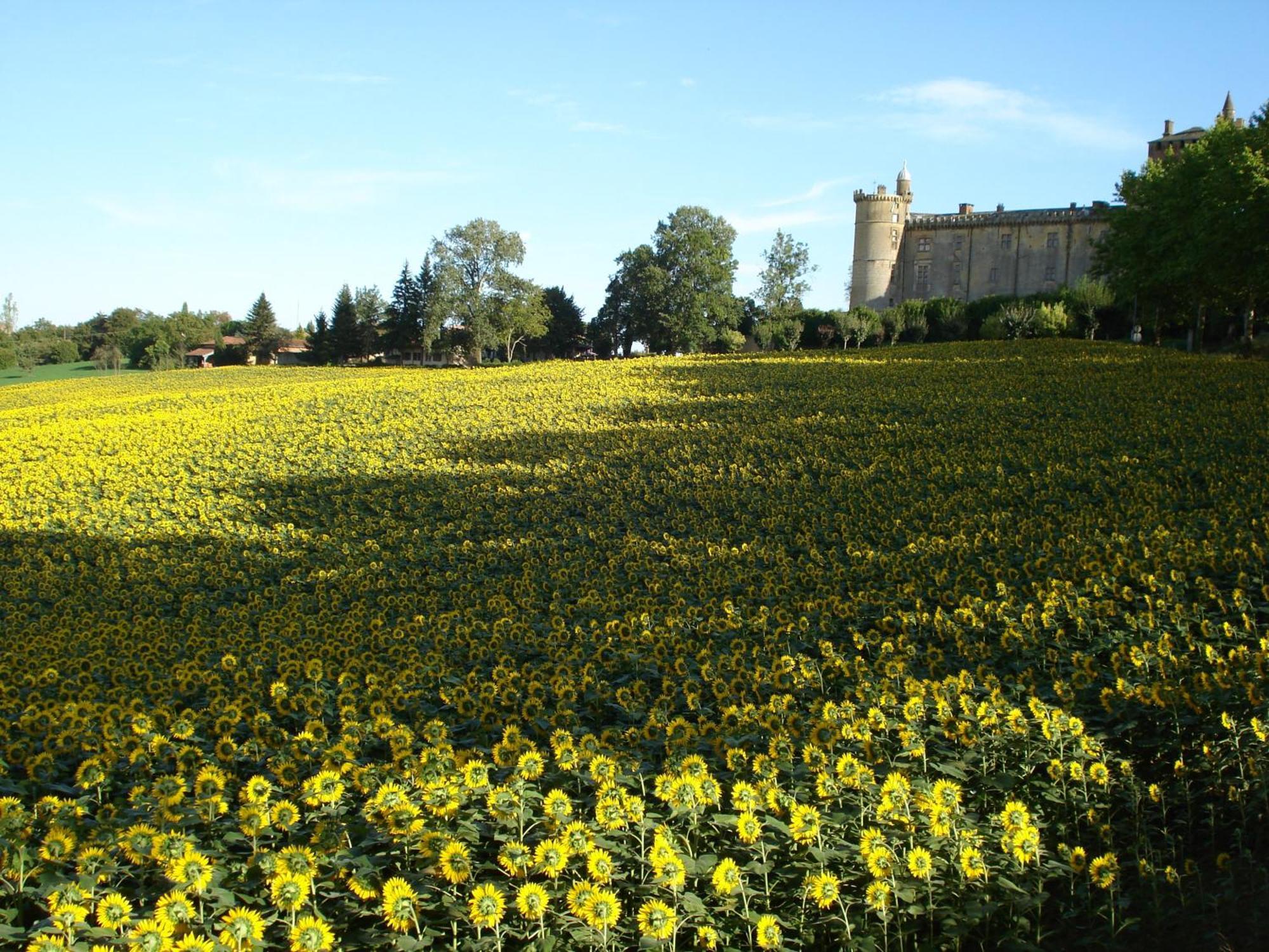 Relais Du Chateau Hotel Saint-Blancard Buitenkant foto